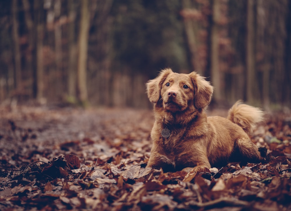 adult brown Chespeake retriever on dried leaves