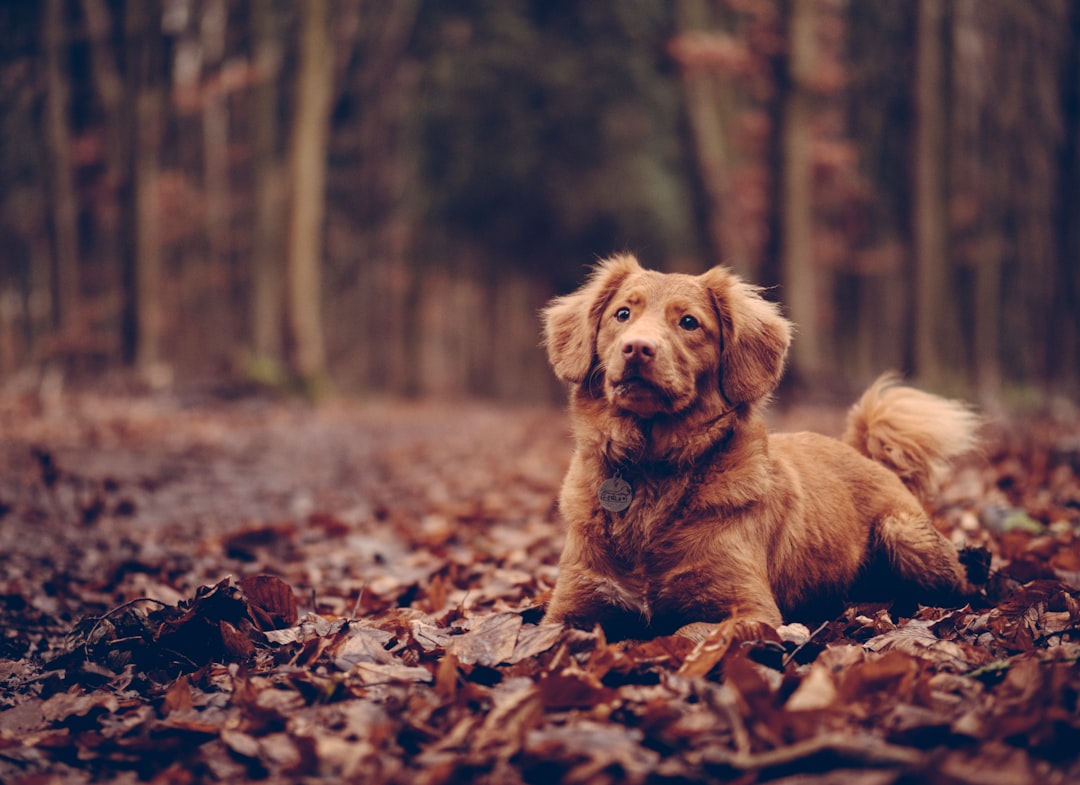 adult brown Chespeake retriever on dried leaves