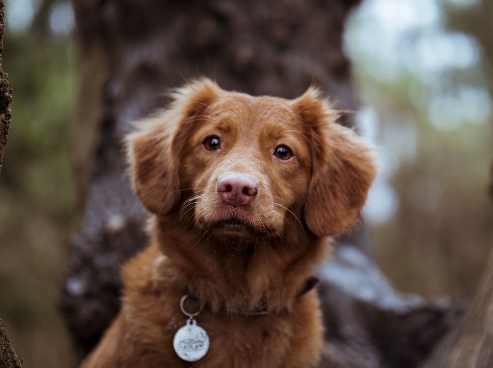 茶色の犬のチルトシフトレンズ写真