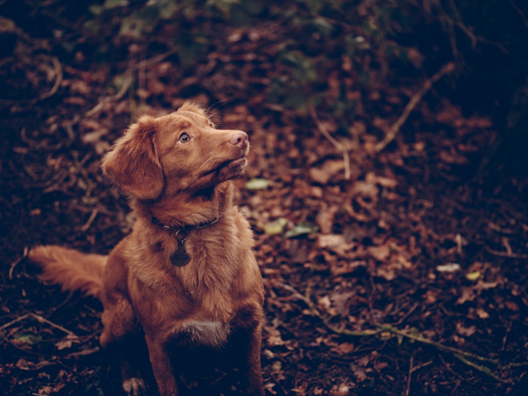 brown dog sitting on black surface