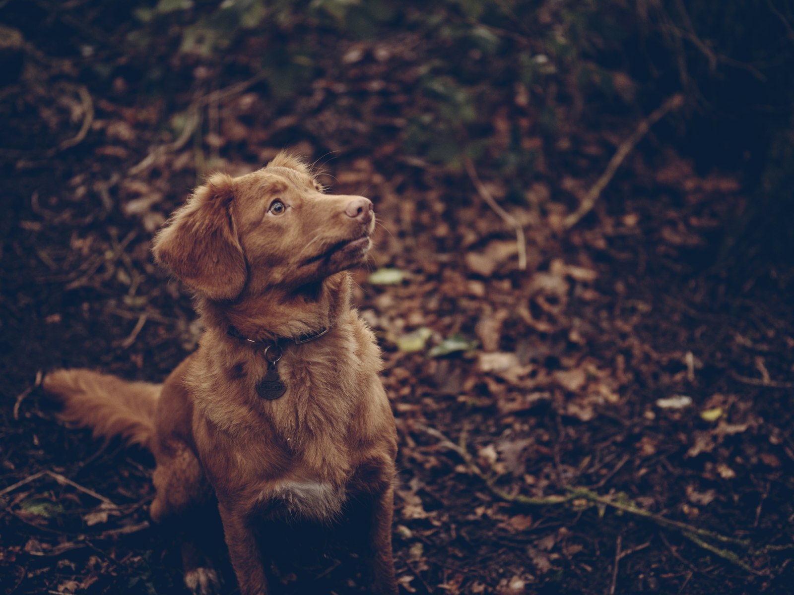 Panasonic Leica DG Nocticron 42.5mm F1.2 ASPH OIS sample photo. Brown dog sitting on photography