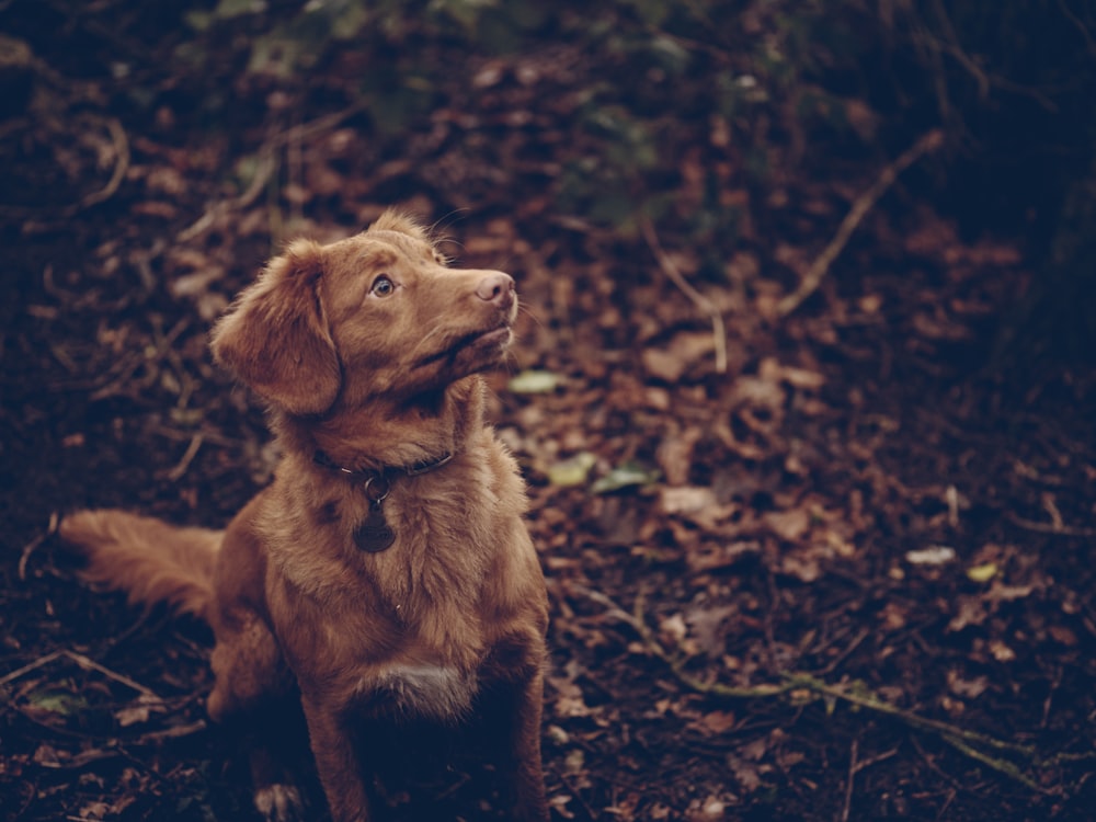 cão marrom sentado na superfície preta