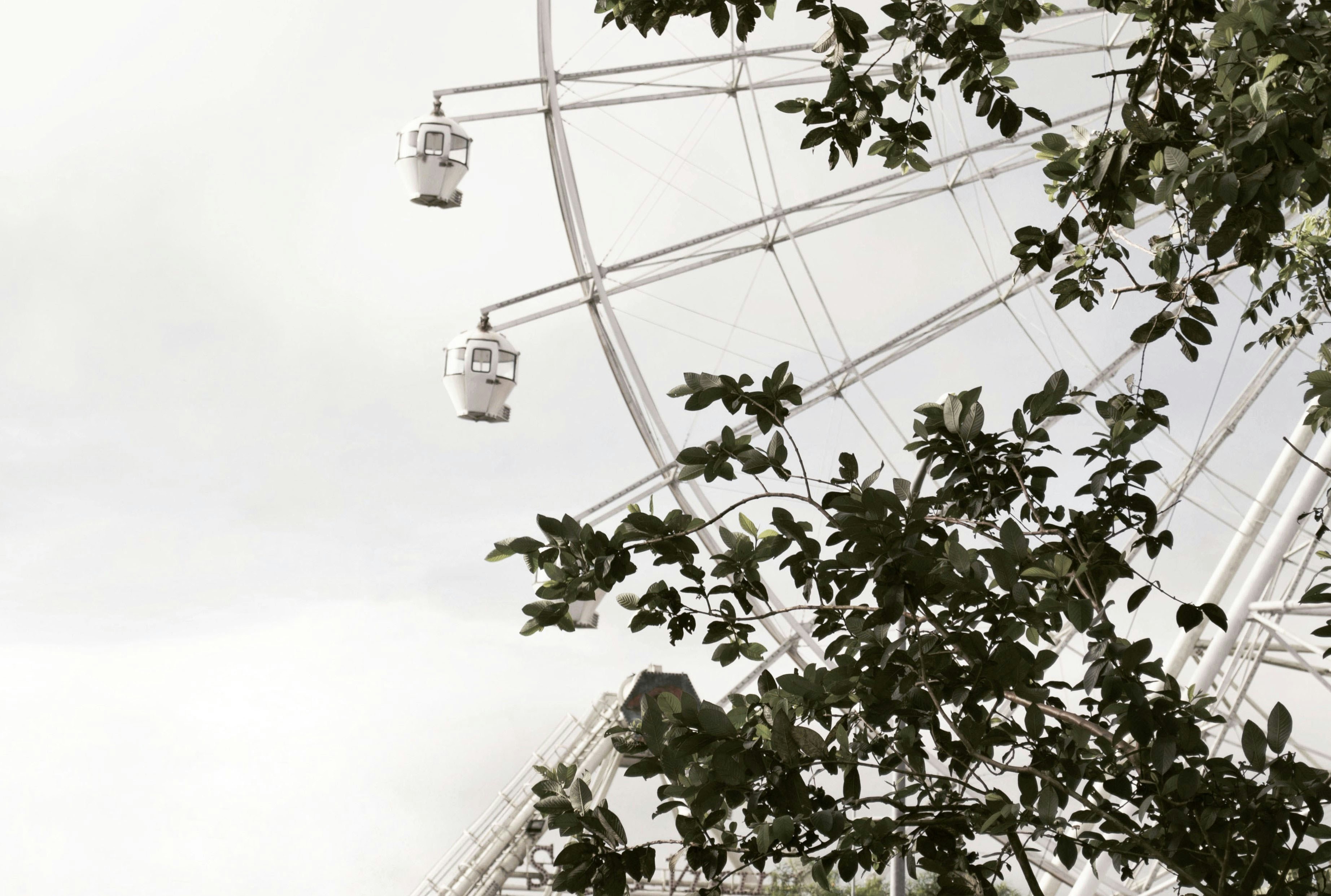 Ferris wheel can be seen through green leafed tree, 