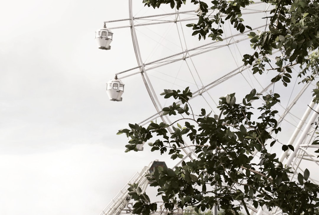 Ferris wheel can be seen through green leafed tree,