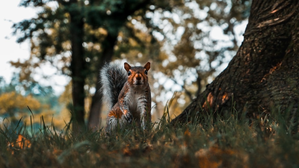 Animale grigio e marrone a pelo lungo vicino al tronco dell'albero