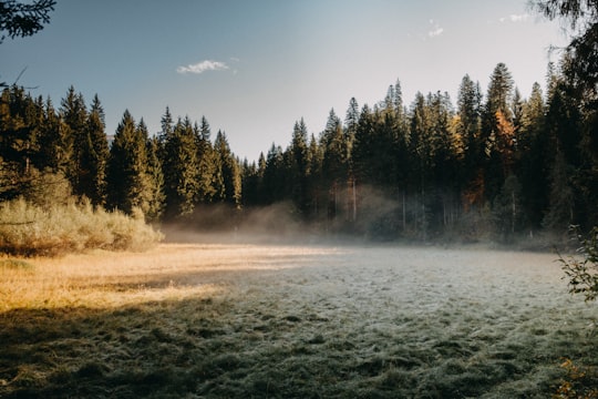 body of water in between trees in Flims Switzerland