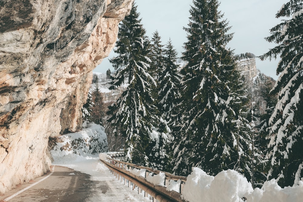 mountain pass beside snow-covered pine trees during daytime