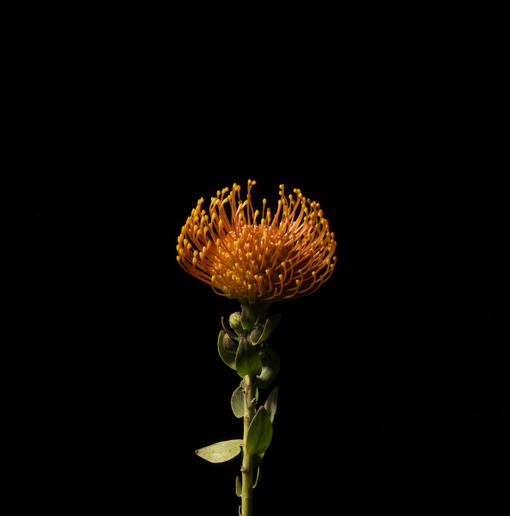 orange petaled flower