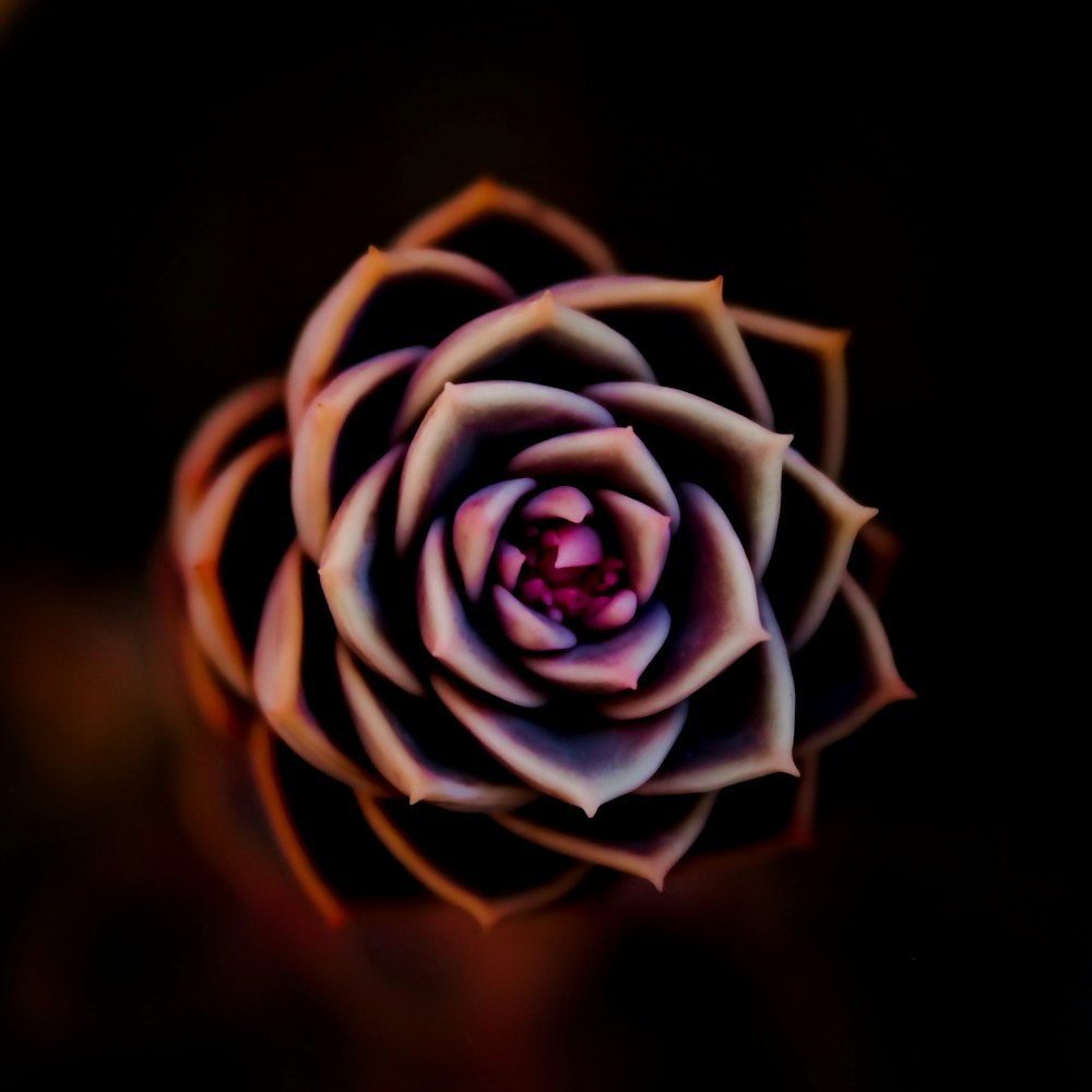 Foto der Blume mit flachem Fokus