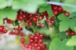 Healthy currant and gooseberry bushes with vibrant green leaves and clusters of fruit