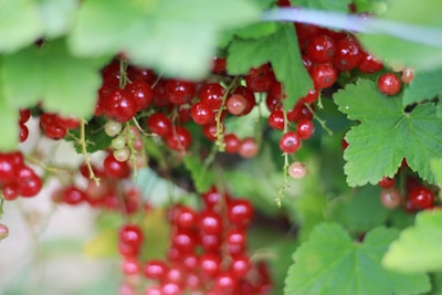 Clusters of bright red currants on a leafy branch.