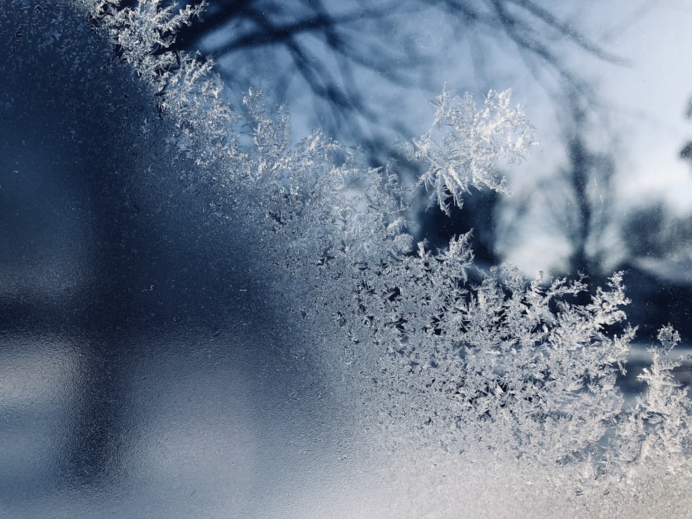 foto ravvicinata della neve vicino agli alberi durante il giorno