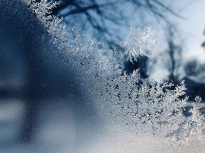 closeup photo of snow near trees at daytime frost teams background