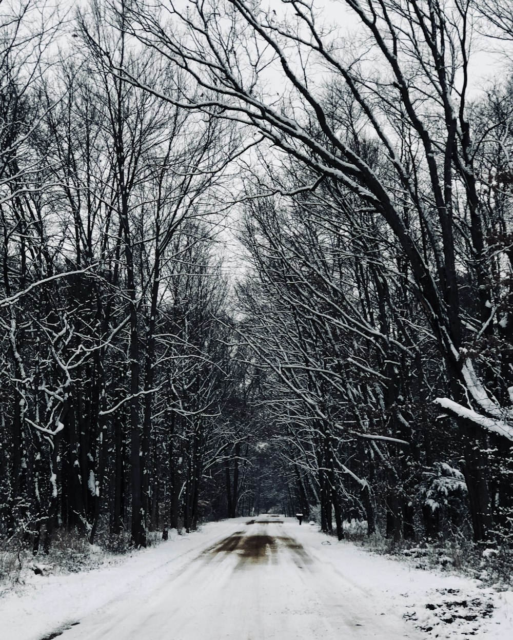 snow covered road in between on trees at daytime