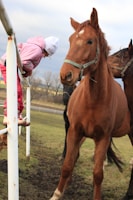 A child dressed in a pink outfit and white hat is perched on a white fence, leaning forward to interact with a large brown horse standing on its hind legs. Another horse is partially visible in the background. The scene takes place in an open, grassy field with some trees and a cloudy sky.