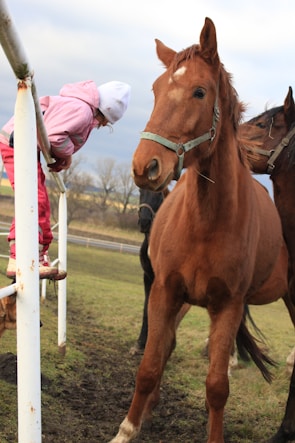 A child dressed in a pink outfit and white hat is perched on a white fence, leaning forward to interact with a large brown horse standing on its hind legs. Another horse is partially visible in the background. The scene takes place in an open, grassy field with some trees and a cloudy sky.