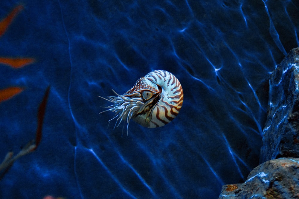 black and white sea creature in water