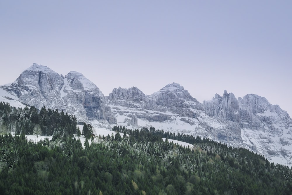 landscape photograph of forest during winter