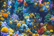 blue and gray fish near corrals