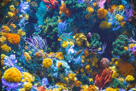 blue and gray fish near corrals