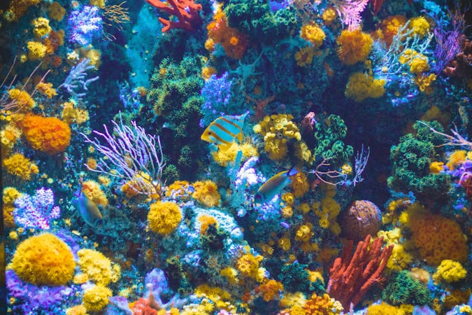 Keanekaragaman hayati laut di lokasi wisata hiu paus Papua