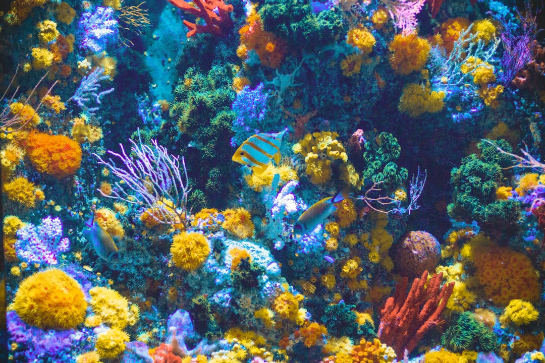 Photo de coralliaire par Shaun Low