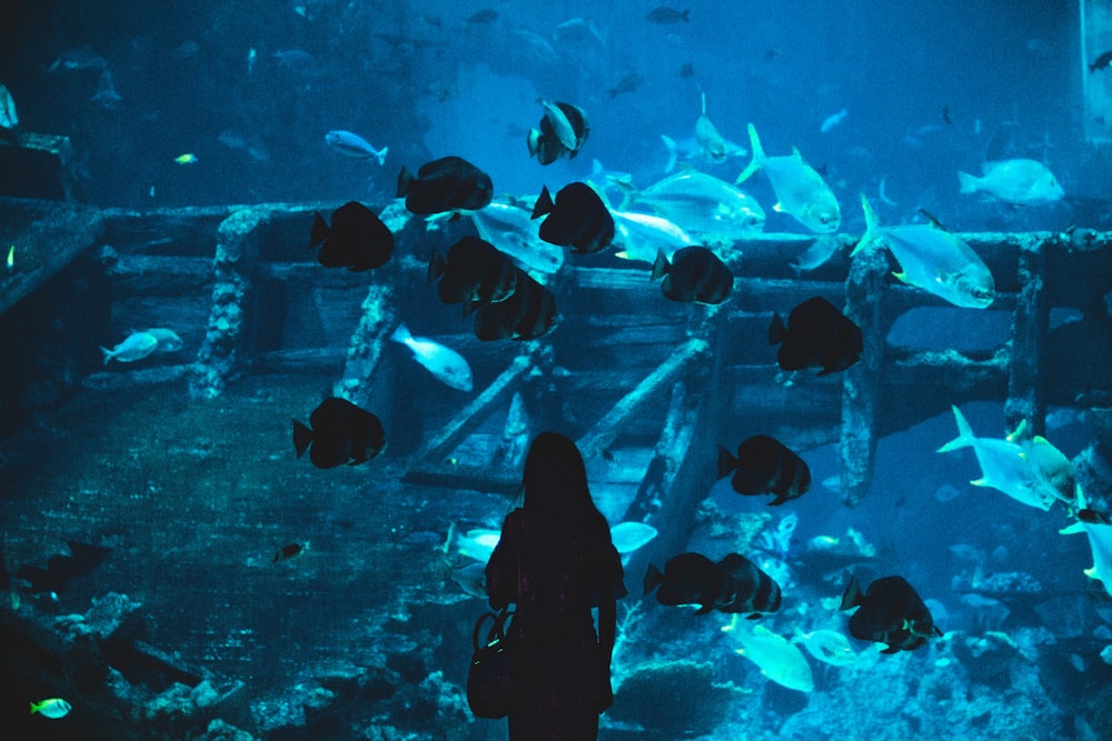 silhouette of woman near aquarium