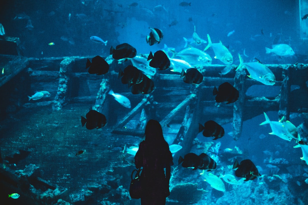 Underwater photo spot S.E.A. Aquarium Singapore