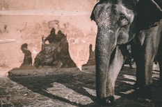gray elephant standing beside brown wall