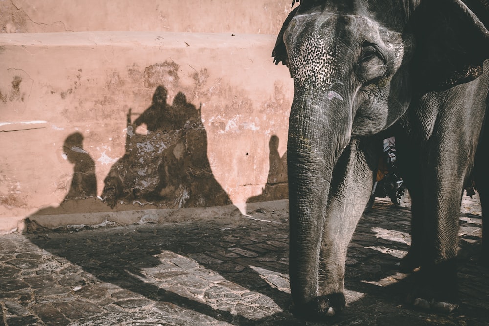 grauer Elefant steht neben brauner Wand