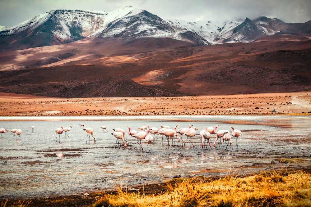 flamingos on body of water