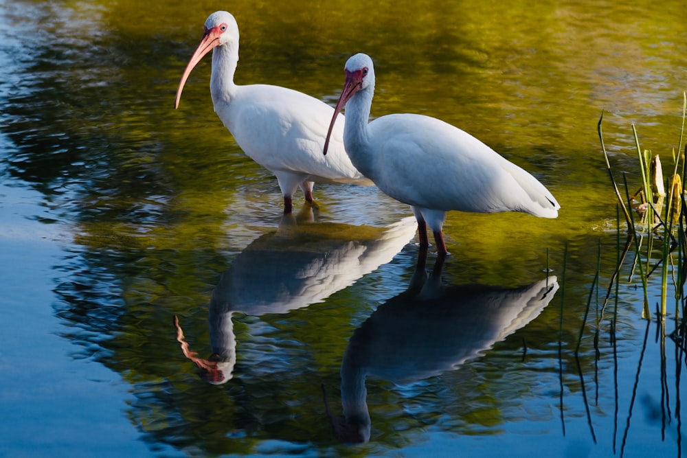dois pássaros brancos no corpo da água