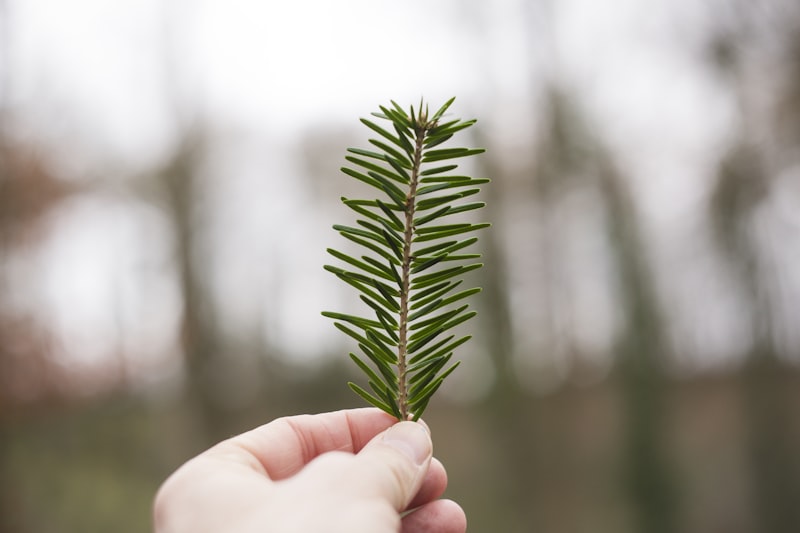 Tilt shift lens photography of green plant