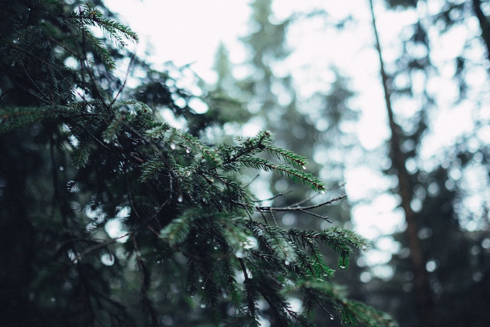 selective focus photography of pine tree