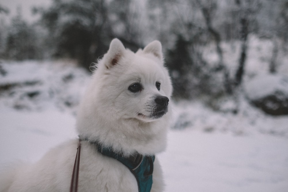 short-coated white dog near trees