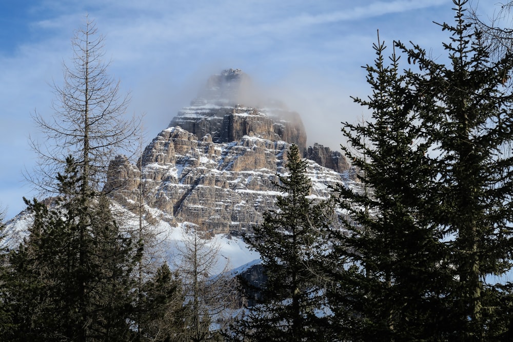 pine tree and mountain