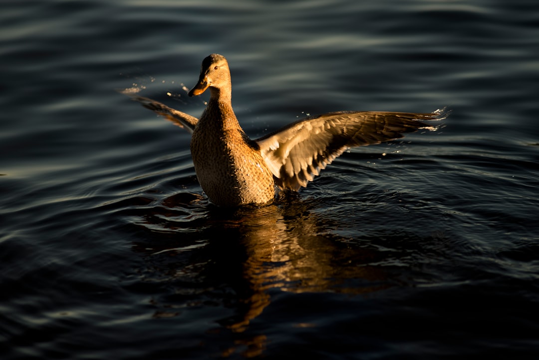 black duck flapping its wings on body of water at daytime