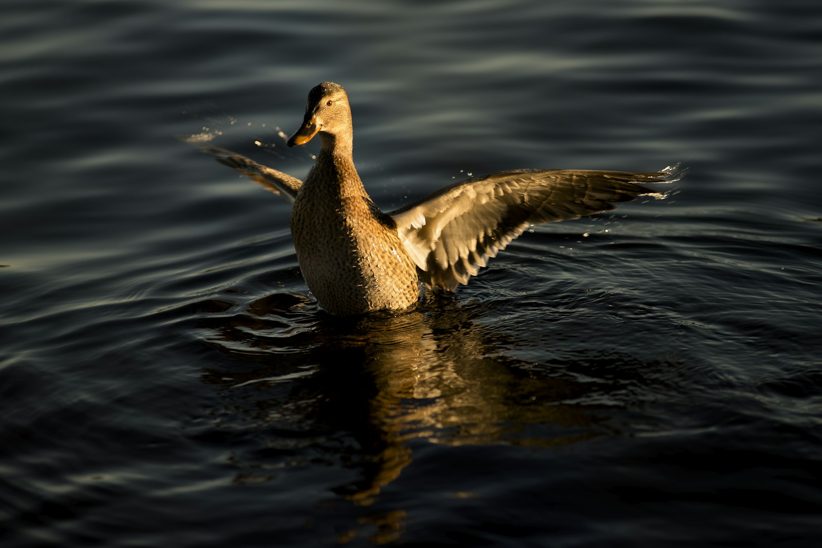 Nikon D800E + Nikon AF Nikkor 180mm F2.8D ED-IF sample photo. Black duck flapping its photography