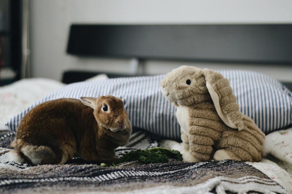 two rabbit plush toys on top of bed