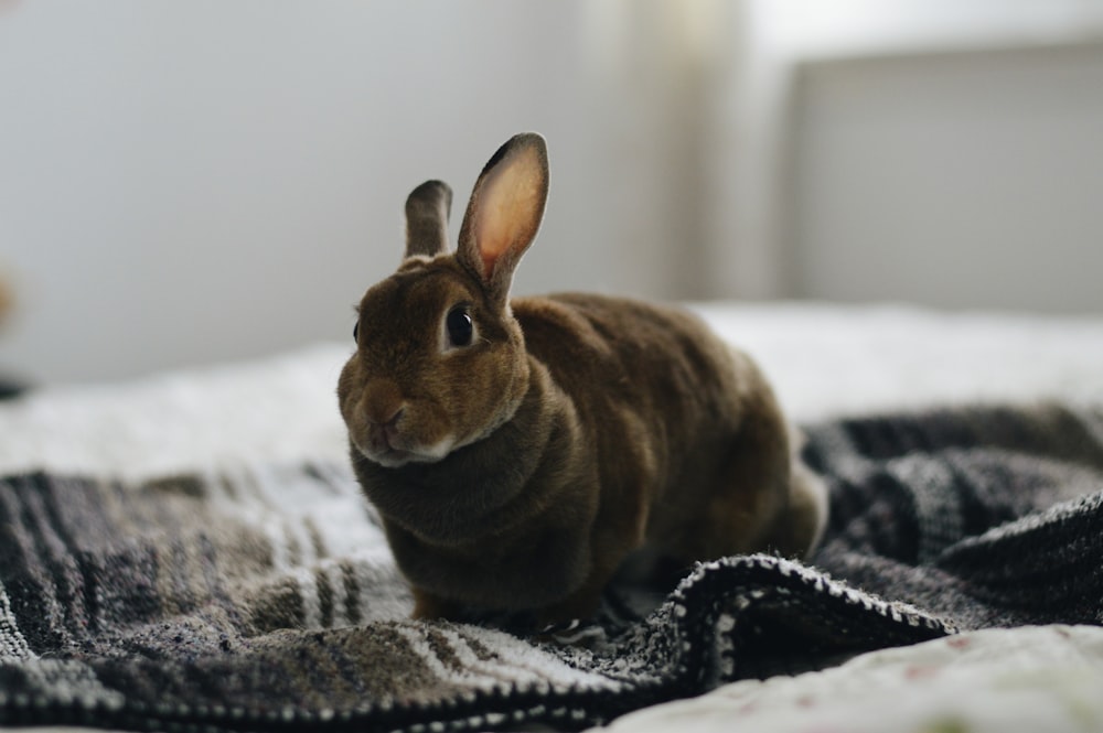 brown rabbit on gray textile