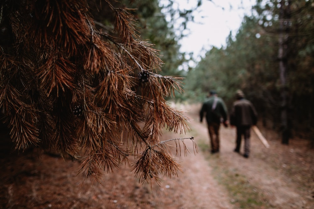 two people walking on pathway