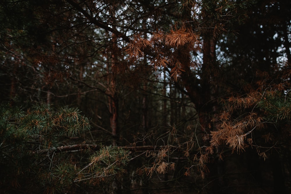 alberi verdi durante il giorno