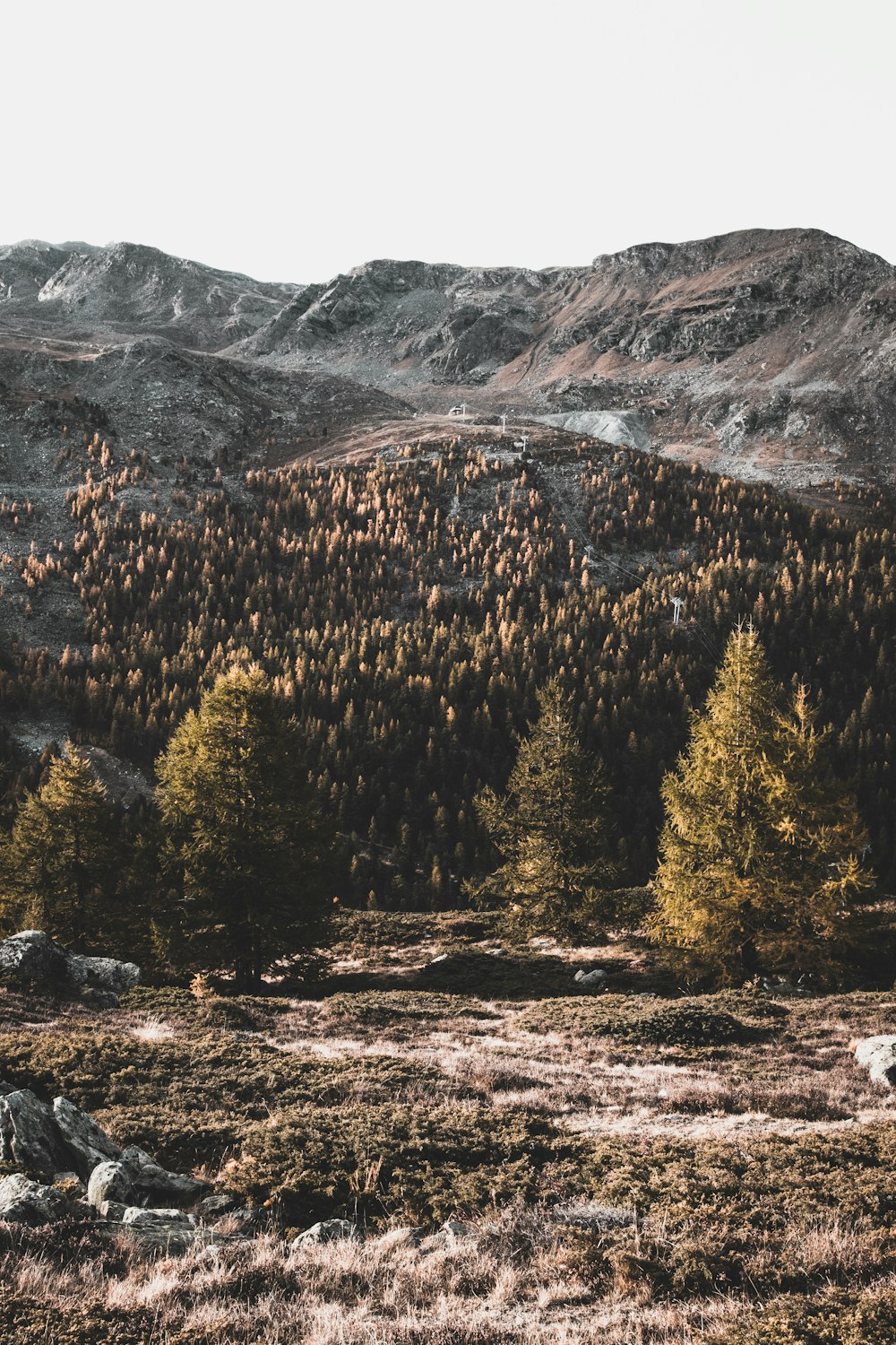 landscape photography of mountain and trees