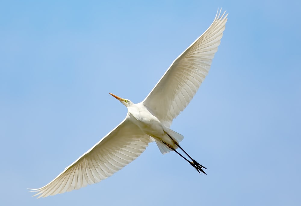 pássaro branco voador