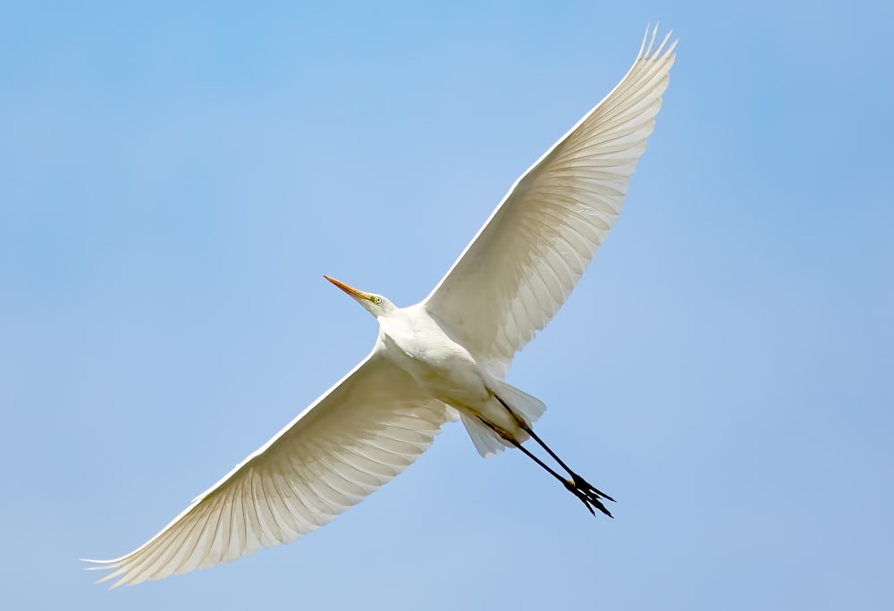 flying white bird