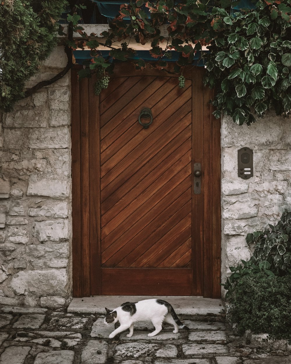 Gato branco e preto andando ao lado da porta de madeira marrom