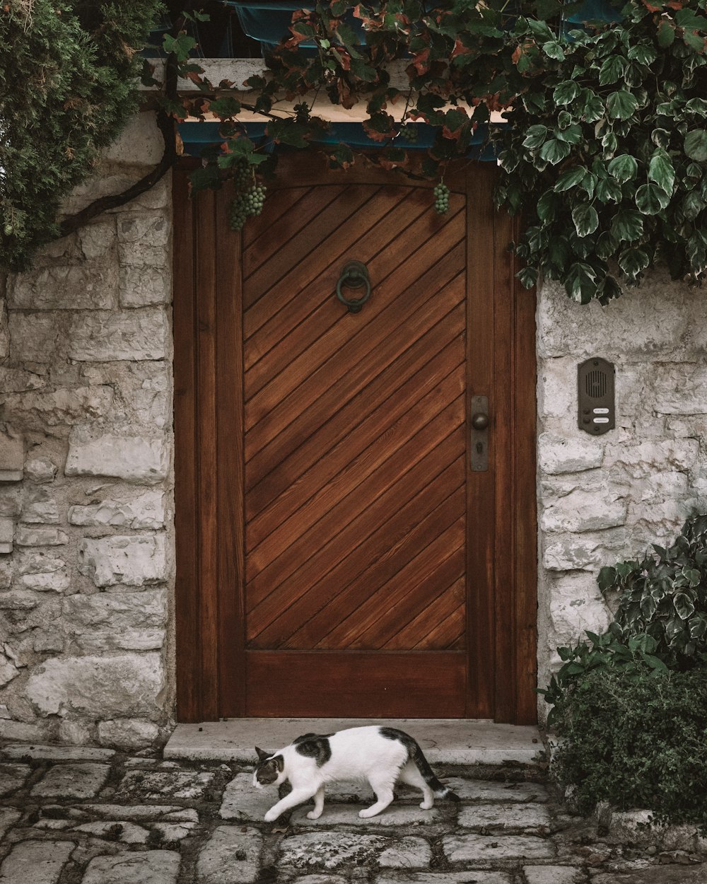 white and black cat walking next to brown wooden door
