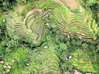 aerial view of trees in Ubud