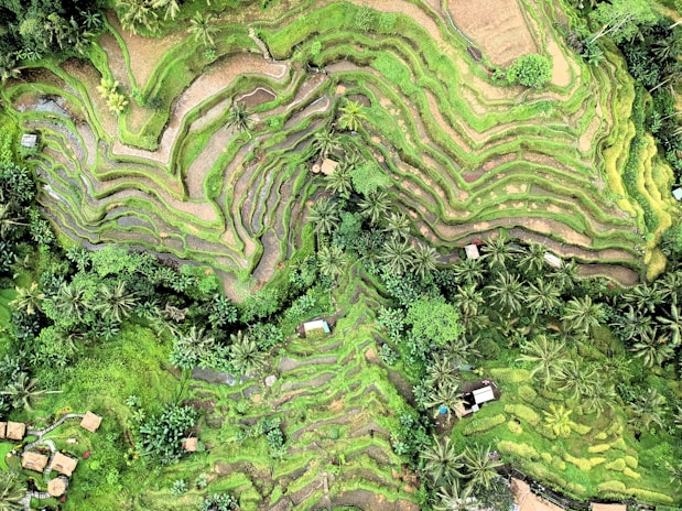 aerial view of trees in Ubud