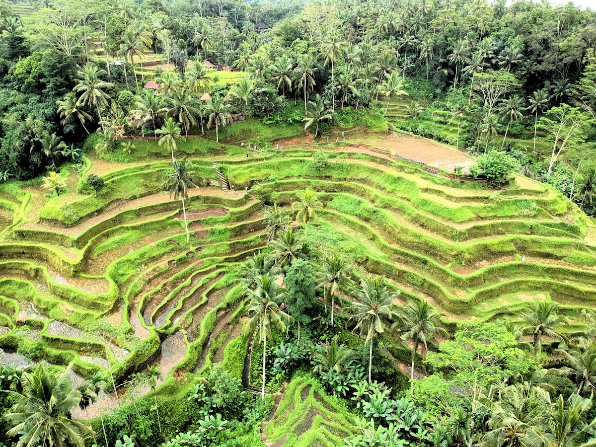 Scenic highlights of Payangan Jungle ATV Quad Safari & Mud Circuit in Payangan / Ubud